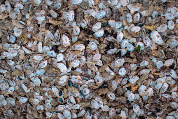 현대제철은 버려지는 조개나 굴 껍질을 재활용해서 석회석을 대체하는 친환경 철강기법 적용에 나섰다. 사진=현대제철