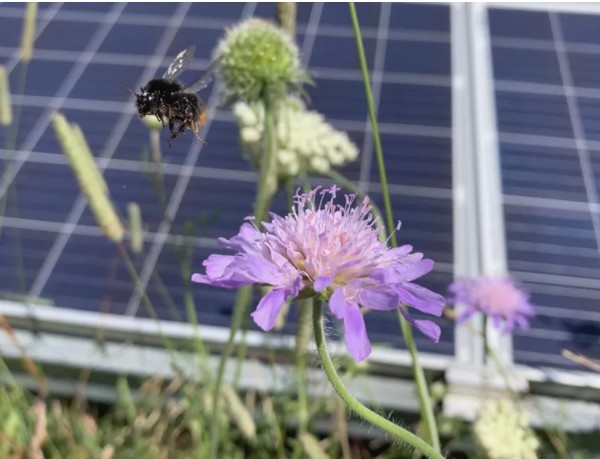 태양광 발전소 주변의 꿀벌 개체 수가 다른 농경지에 비해 4배 이상인 것으로 나타났다. 사진=영국 랭커스터대학