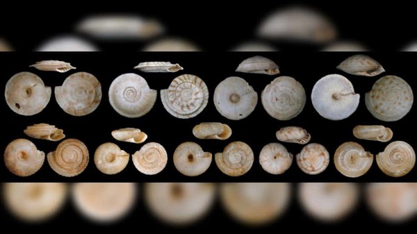 Rurutu(오스트랄 제도, 프랑스령 폴리네시아)의 육지 달팽이 껍데기. 사진=O. 가고미니, A. 사토리