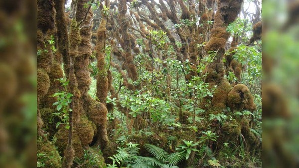 마우이 푸우 쿠쿠이의 하와이 토종 달팽이 서식지. 사진=로버트 코위 박사