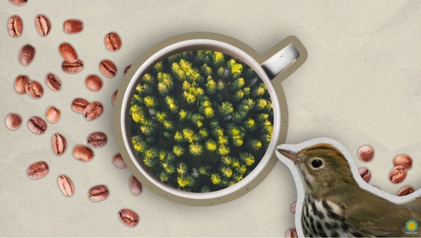 친환경 인증 커피인 '커피 프렌들리' 인증은 철새 서식지인 열대 우림을 보호하기 위해 진행되고 있다. 사진=스미소니언 철새센터