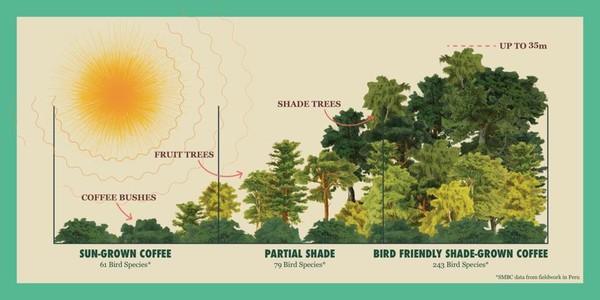 커피 '그늘 재배' 방식은 햇볕을 덜 받아 수확량이 줄지만, 커피의 향과 품질이 높아진다. 사진=스미소니언 철새센터