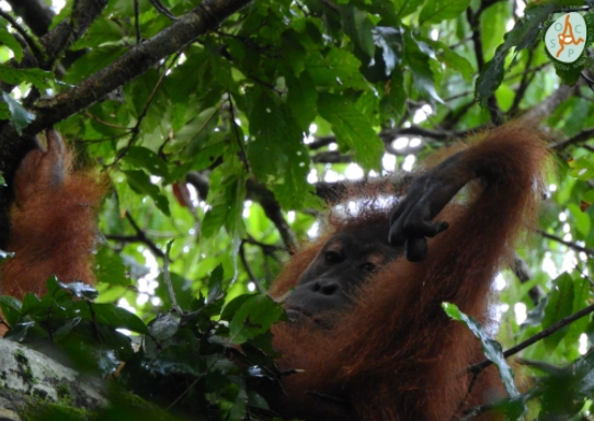 비영리단체 PanEco는 오랑우탄을 보호하는 커피 프로젝트로 '오랑우탄커피'를 생산하고 있다. 사진=PanEco