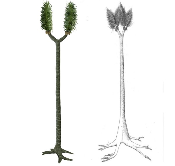 시질라리아. 사진=위키미디어