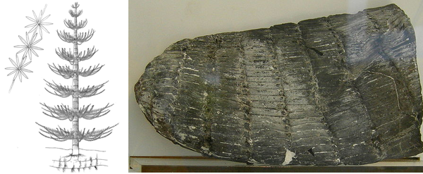 칼라마이트 생김새와 화석. 사진=위키미디어