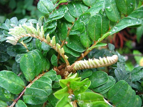 소포라 토로미로 나무. 사진=위키미디어