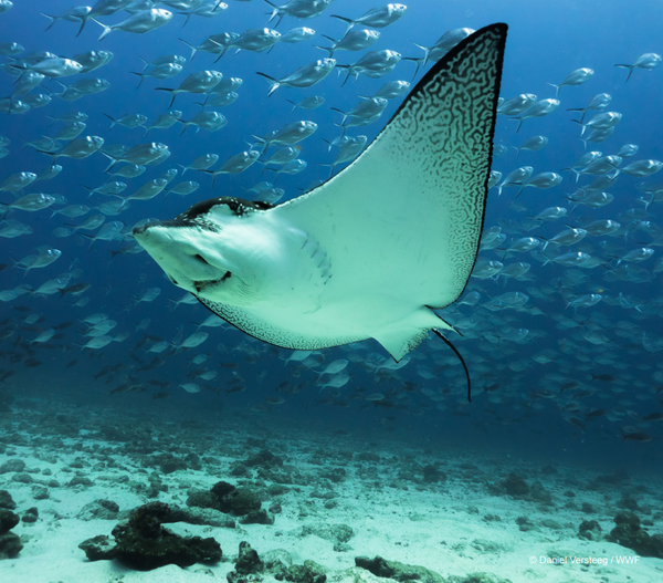 얼룩매가오리(Aetobatus narinari)가 해저 근처에서 헤엄치고 있다. 갈라파고스 제도 다윈 섬 인근. 사진=WWF