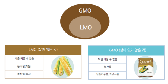 출처: 식품의약품안전평가원 신소재 식품과 블로그 blog.naver.com/gmosotong
