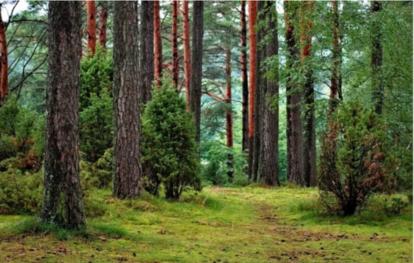 1조 그루의 나무심기가 말로만 그치는 '그린워싱'이 될 것이란 우려가 있다. 사진=픽사베이 제공