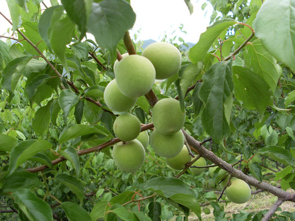 매화나무에 탐스럽게 열린 전남 광양 매실. 사진=광양시 제공