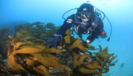 정부는 탄소 흡수원으로 새롭게 각광받는 바다숲을 적극 조성하고 갯벌 복원에도 나선다. 사진은 바다숲 점검 모습. 사진=해양수산부 제공