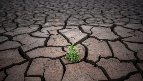 4월 18일 스페인 바르셀로나에서 북쪽으로 약 100km(62마일) 떨어진 사우 저수지. 수위가 낮아지고 말라버려 갈라진 호수 바닥 위에 잡초 한포기가 애처럽게 고개를 들고 있다. AP=연합