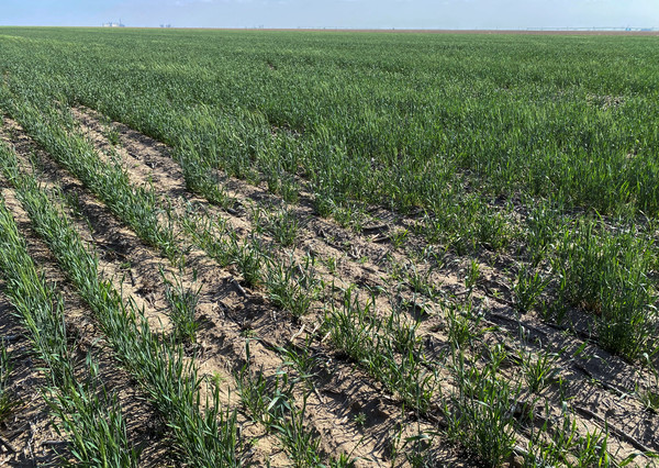 가뭄 때문에 제대로 자라지 못하면서 수확기인데도 여전히 덜 자란 푸른 색깔의 미 캔자스주의 겨울밀. 사진=로이터연합뉴스