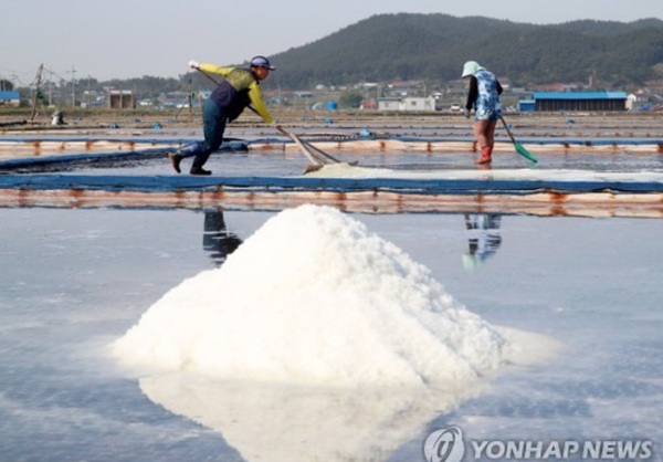 국내 서해안 한 염전의 천일염 생산 현장. 사진=연합뉴스
