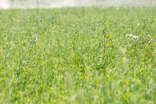 농진청에서 개발한 알팔파의 모습. 사진=연합뉴스(농촌진흥청 제공)