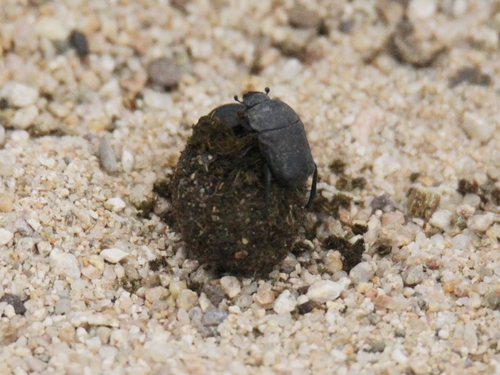 경북 영양군에 있는 국립생태원 멸종위기종복원센터 야외방사장에서 소똥구리가 경단을 굴리고 있다. 사진=연합뉴스