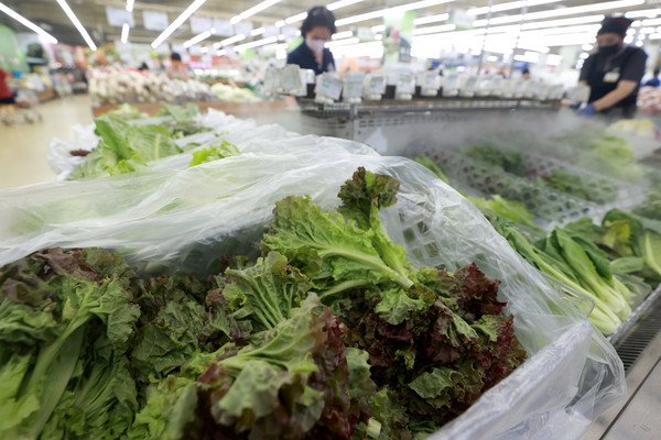기후위기로 폭염과 폭우가 빈발한 가운데 최근 야채 가격이 상승해 ‘금값’이 됐다. 사진=연합뉴스