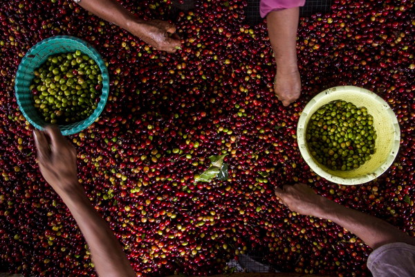 인도네시아에서 수확된 커피 원두의 모습. 사진=EPA연합뉴스