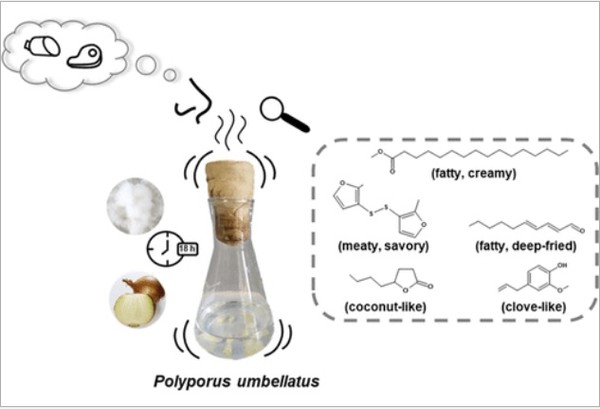 호엔하임대 연구팀은 많은 채소의 발효물 가운데 백합과인 양파, 부추, 차이브 등의 발효물질에서 가장 구운 고기와 비슷한 풍미가 났다고 밝혔다. (그림=호엔하임대 연구팀 논문, ACS 홈페이지)