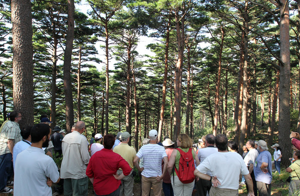 외국 관광객들도 ‘원더플’을 연발하는 대관령 금강소나무 숲길. 사진=연합뉴스