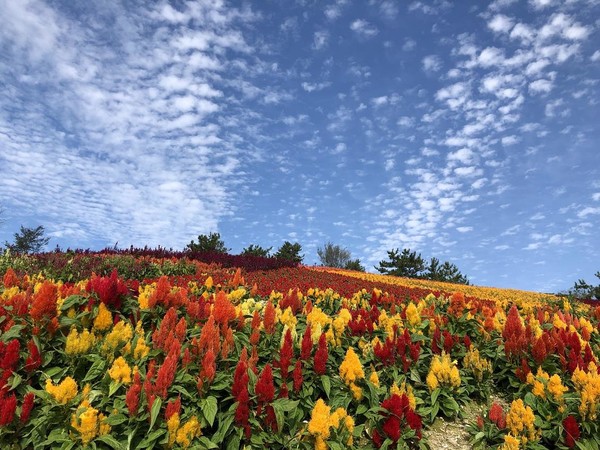 오는 6일부터 15일까지 전남 신안군 증도면 병풍도에서 '섬 맨드라미 축제'가 열린다. 병풍도 맨드라미공원은 전국 최대 재배면적(14.1ha)으로 340만 본, 1억400만 송이의 형형색색 맨드라미가 활짝 피어나 관광객들의 눈길을 끌 것으로 보인다. 사진=신안군 제공