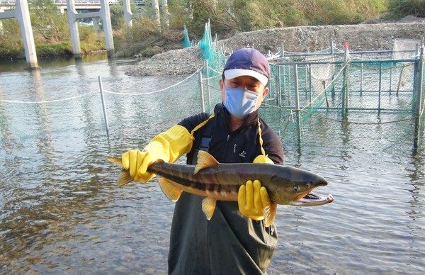 1급수로 변신한 울산 태화강으로 돌아온 연어의 모습. 사진=연합뉴스