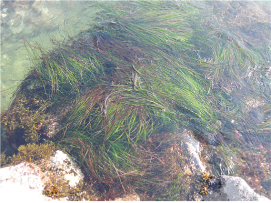 동해안 암반에 서식하는 잘피의 일종인 새우말의 모습. 사진=한국해양학회 캡쳐