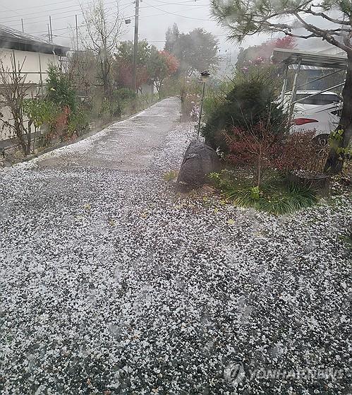 지난 26일 오후 강원 횡성군 서원면 유현리에 쏟아진 어론인 엄지손톱만 크기의 우박. 사진=연합뉴스(최종식씨 제공)