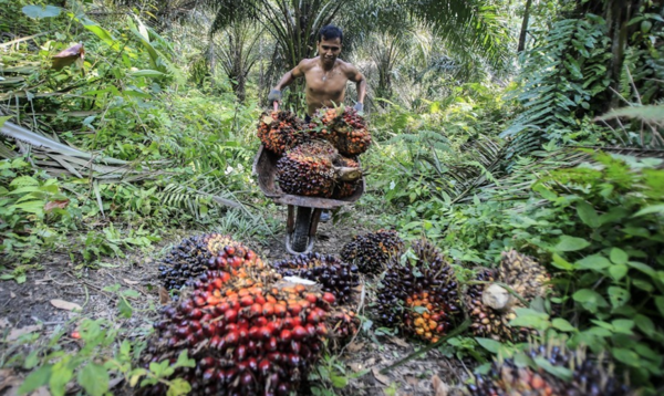 인도네시아 팜유 생산에 있어 산림 훼손, 노동자 착취 등 지속가능성 문제들이 계속 제기되어 왔다. 사진=연합뉴스