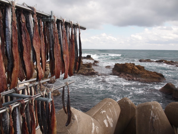 날씨가 쌀쌀해지고 일교차가 커지면 반건조상태에서 특유의 고소한 맛을 내는 포항 과메기. 사진=포항시 제공