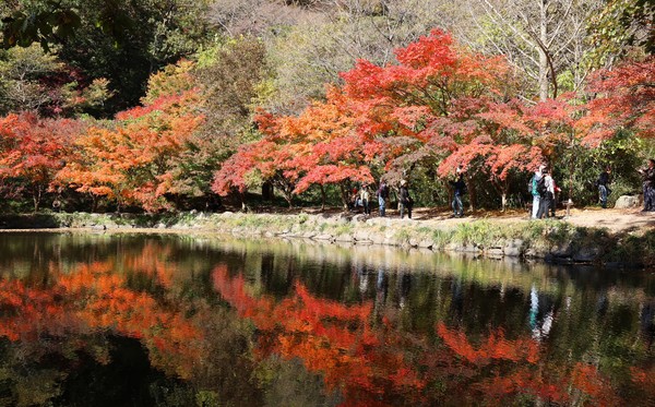 2일 전남 장성군 내장산국립공원 백양사를 찾은 시민들이 단풍나무 아래를 거닐며 가을을 만끽하고 있다. 백양사의 단풍은 어린아이의 손처럼 작아 아기단풍이라 불린다. 사진=연합뉴스