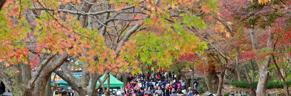 가을을 듬뿍 담은 내장산. 사진=정읍시 제공