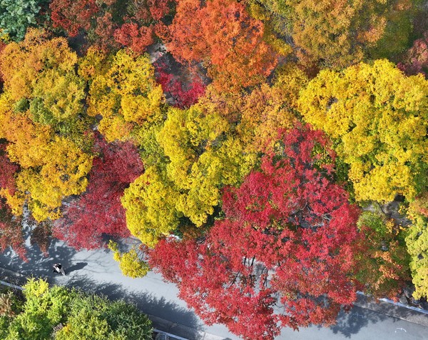 대구 팔공산 동화지구의 단풍 모습. 사진=연합뉴스