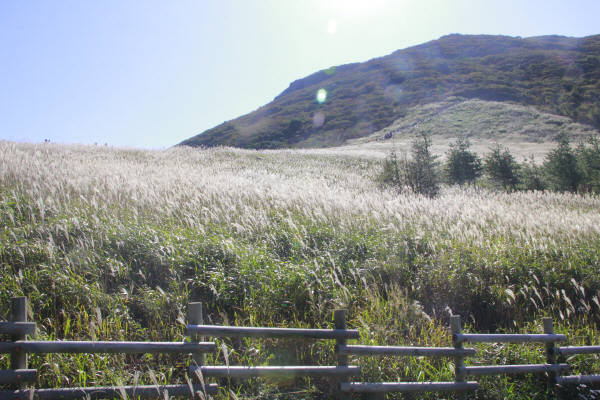 울산 신불산 간월재의 아름다운 억새. 사진=국립자연휴양림관리소 제공