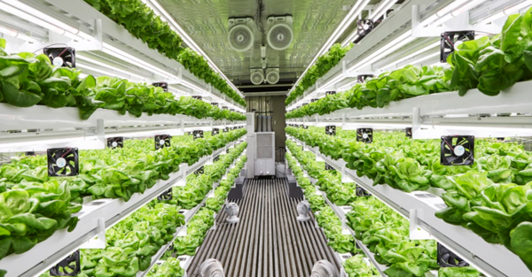 스마트팜의 모습(출처=신세계그룹)