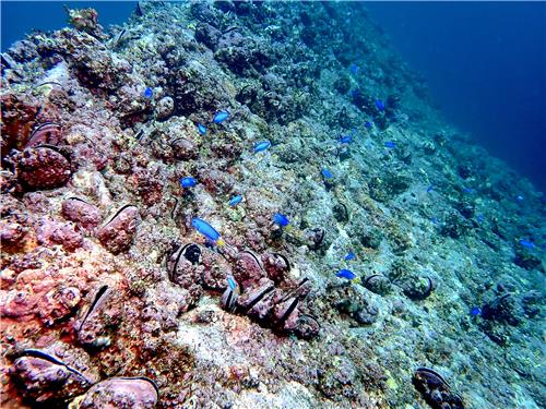 울릉도 주변 해역에서 관찰된 열대어 파랑돔 무리. 사진=국립생물자원관 제공