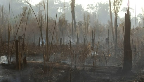 산불이 휩쓸고 지나간 2019년 8월 26일(현지시간) 브라질 혼도니아 주(州) 포르토벨료의 아마존 열대우림 지역 나무들이 검게 그을려 있다. EPA=연합