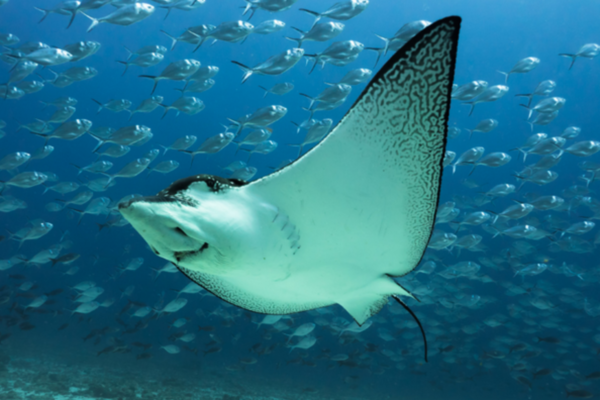 멸종위기종인 얼룩매가오리(Aetobatus narinari)가 갈라파고스 제도 다윈 섬 인근 해저에서 헤엄치고 있다. (사진=WWF)