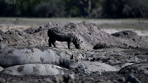 남부 아프리카 전역이 심각한 가뭄에 시달리고 있는 가운데 2024년 4월 25일 오카방고 삼각주 외곽의 은사라가 마을 근처 마른 수로에 갇힌 다른 하마들 옆에 아기 하마 한 마리가 서 있다. AFP=연합뉴스