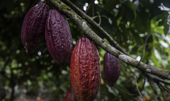 가나 중서부의 코코아 농장 (AP=연합뉴스)