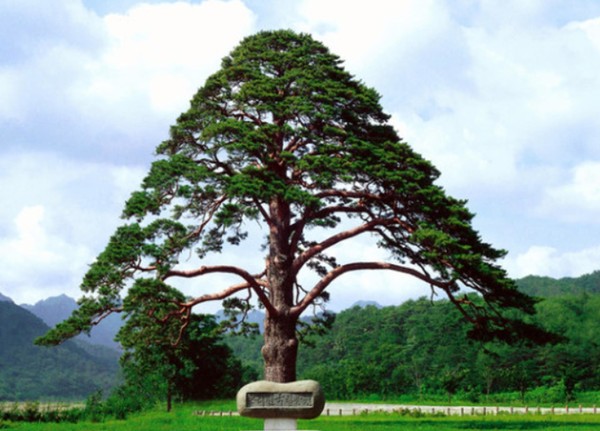 정이품송.   사진=초록손가락