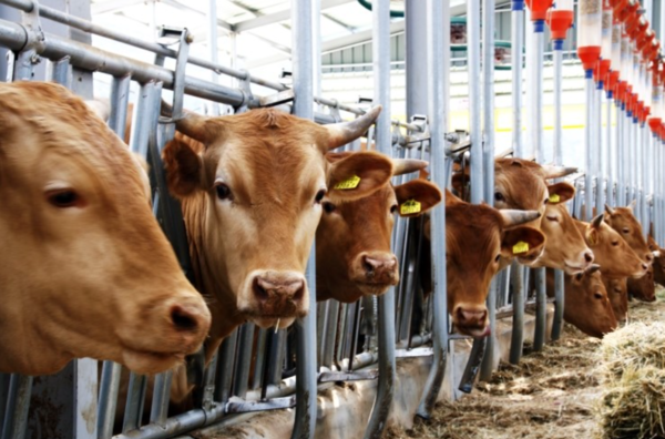국내 한우 축산업 현장. 기후리스크로 세계의 축산업이 위기에 직면하고 있다는 분석이 나왔다. 