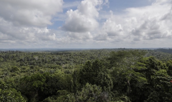 인도네시아 칼리만탄섬의 열대우림. EPA=연합