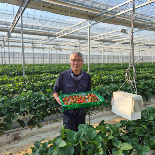 전남 영암군 군서면의 한 딸기 농가에서 농민이 딸기를 수확하고 있다.   사진=쿠팡