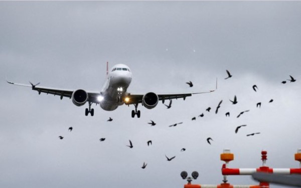  스위스 클로텐 인근 취리히 공항에 터키항공의 에어버스 A321 항공기가 착륙할 때 새 떼가 날아가고 있다. [연합뉴스]
