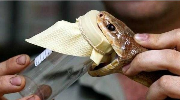 킹코브라의 독은 성인 코끼리 한 마리도 사망에 이르게 할 수 있다. 킹코브라 독에 든 단백질인 오하닌은 기존 마취제인 몰핀보다 20배 효과가 있다.