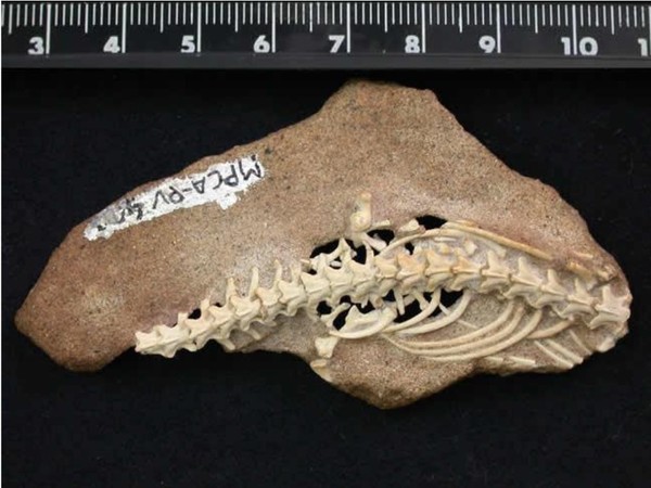 나자시 리오네그리나(Najash rionegrina) 화석.  2003년 아르헨티나에서 발견된 이 화석은 9200만 년 전에 살던 뱀 조상의 화석으로 뒷 다리 흔적이 남아있다.