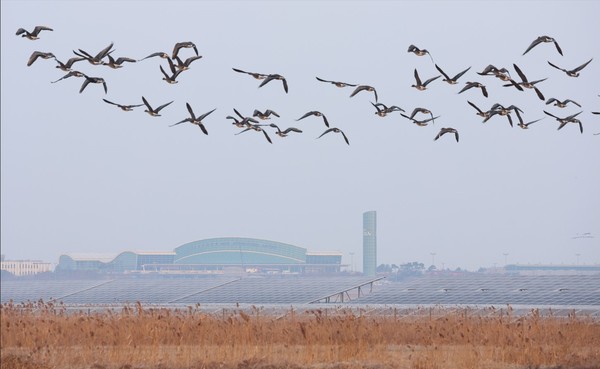 지난 2일 오전 전남 무안군 무안국제공항 인근에 철새들이 날고 있다. [연합뉴스]
