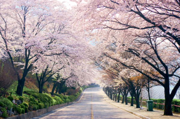 충청북도 충주호의 벚꽃 축제 장소. 사진=충주시 제공