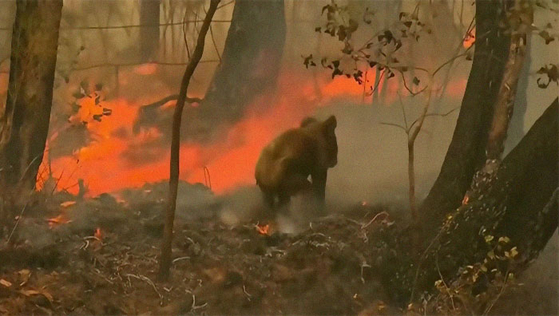 2019년 호주 북동부를 휩쓸고 있는 산불 속에서 불에 타서 도망가는 코알라 모습. 채널 9이 2019년 11월 20일 공개한 영상이다. [유튜브 캡처] 